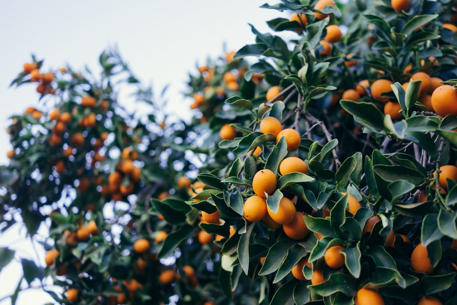 Orangenbaum an der Algarve, Portugal